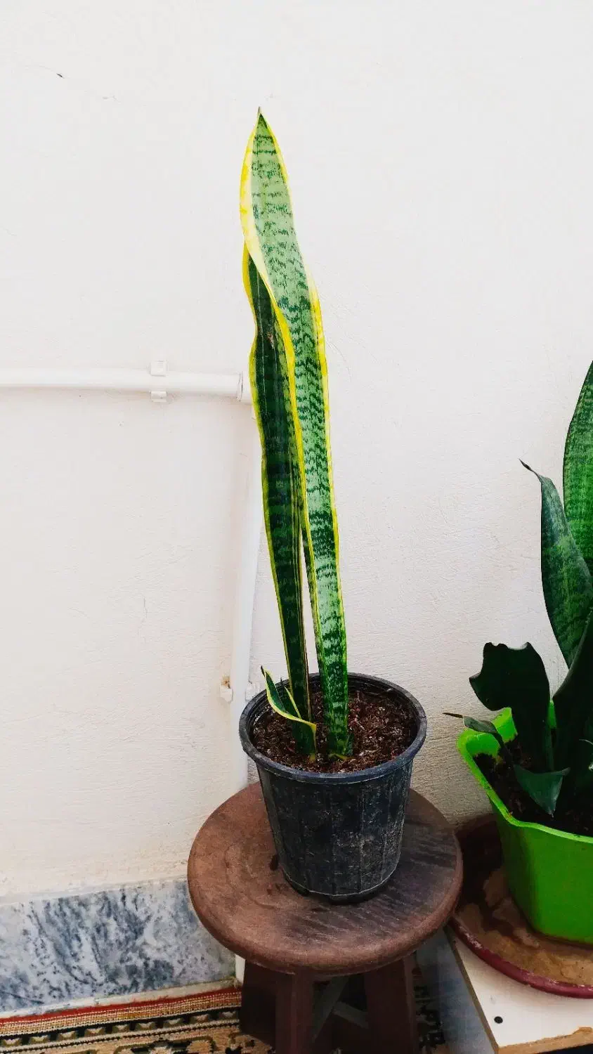 سانسووریای لب طلایی پایه بلند|گل و گیاه طبیعی|سرپل ذهاب, |دیوار