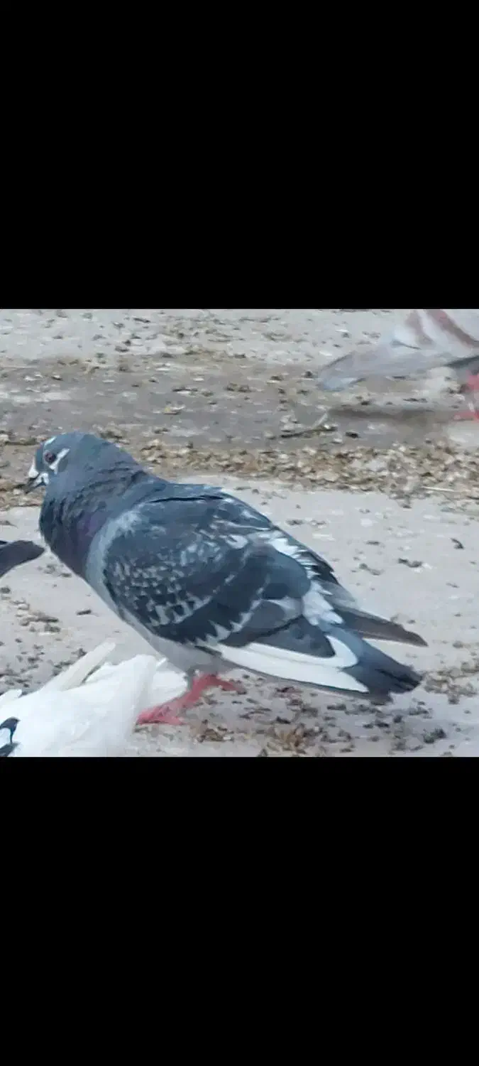 کبوتر پلاکی|پرنده|قم, شهرک سازمان آب|دیوار