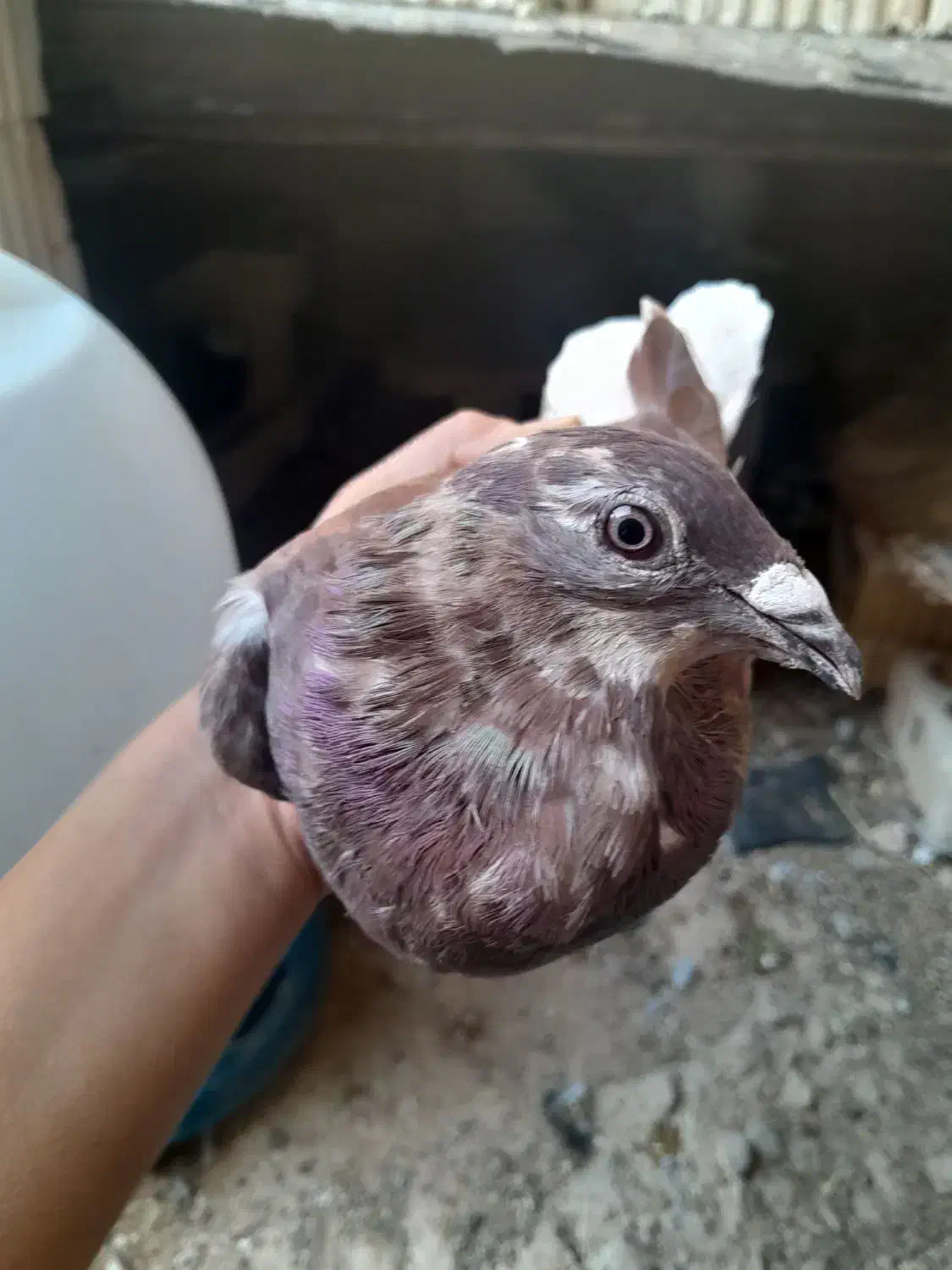 کبوتر|پرنده|کوه چنار, |دیوار