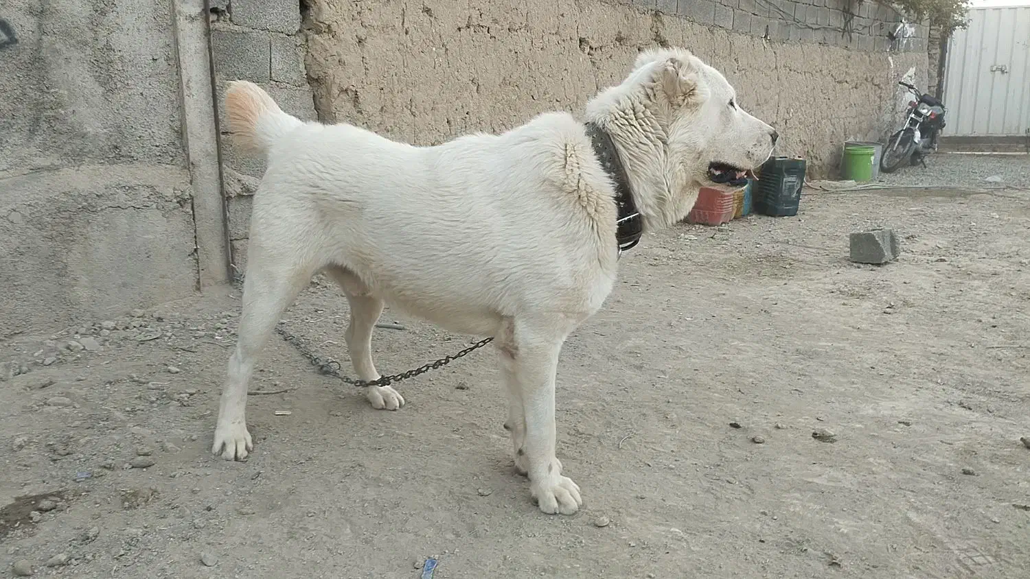 آگهی جفت گیری سگ الابای نر درشت هیکل|سگ|فردوسیه, |دیوار