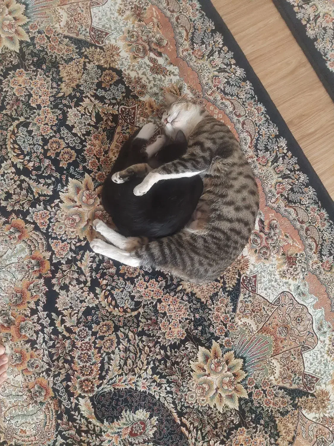 واگذاری رایگان گربه|گربه|نظرآباد, نظرآباد|دیوار