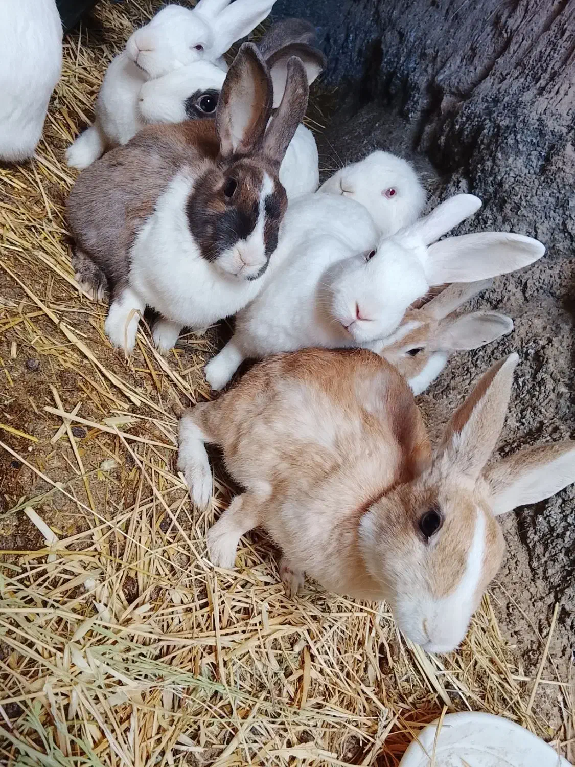 6خرگوش فروشی|موش و خرگوش|قائن, |دیوار