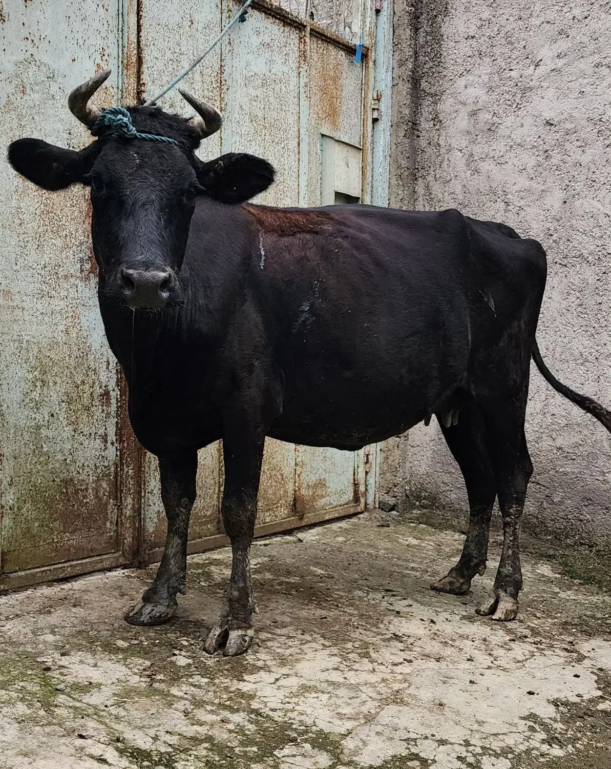 گاو دورگ ۱۵ روز مانده به زایمان|حیوانات مزرعه|رشت, پسیخان|دیوار