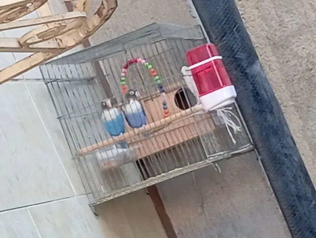 جفت طوطی برزیلی مولد|پرنده|آبپخش, |دیوار