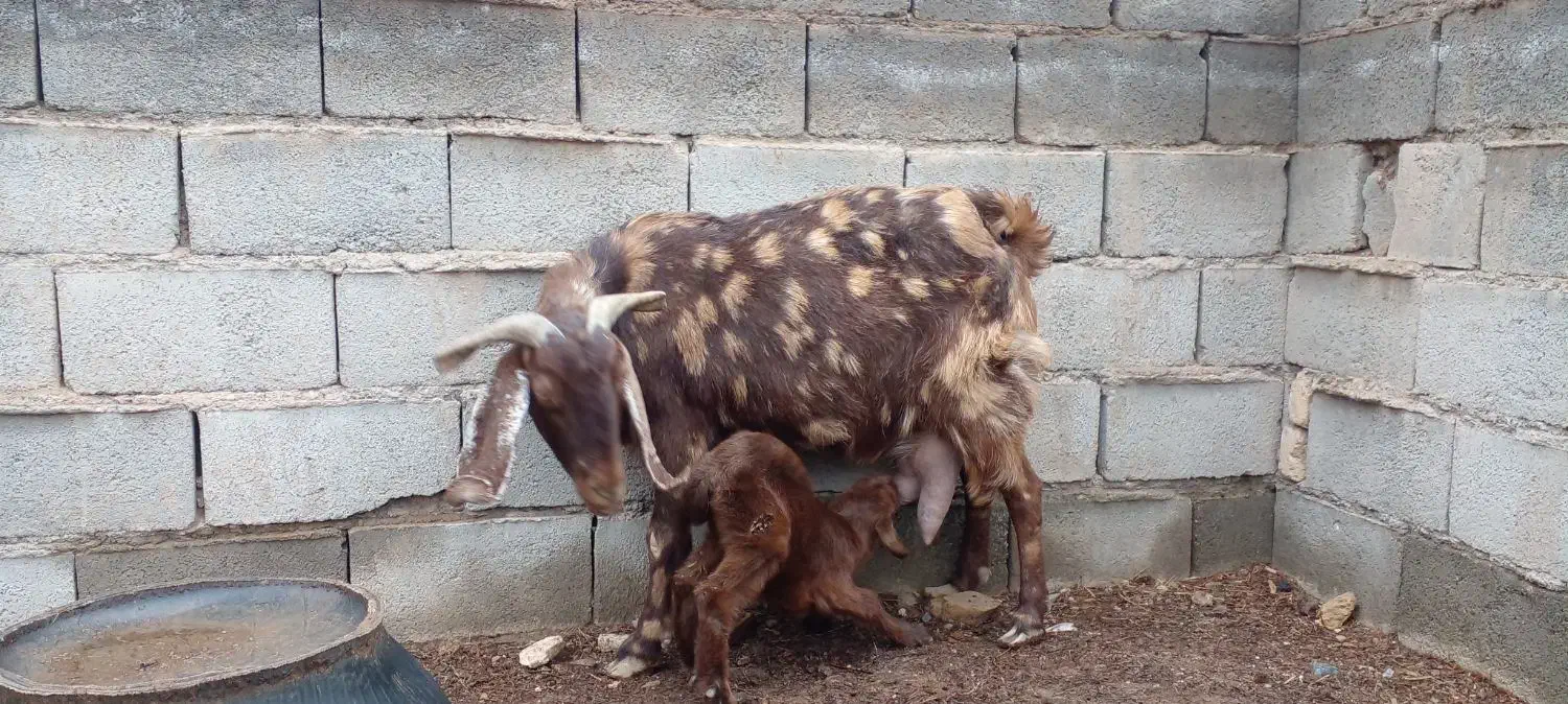 بز شیرا|حیوانات مزرعه|تربت‌حیدریه, بالا ولایت|دیوار