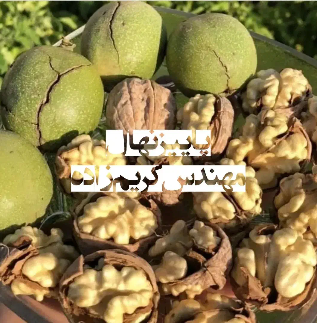 نهال گردو چندلر|خدمات باغبانی و درختکاری|شیراز, حومه شیراز|دیوار