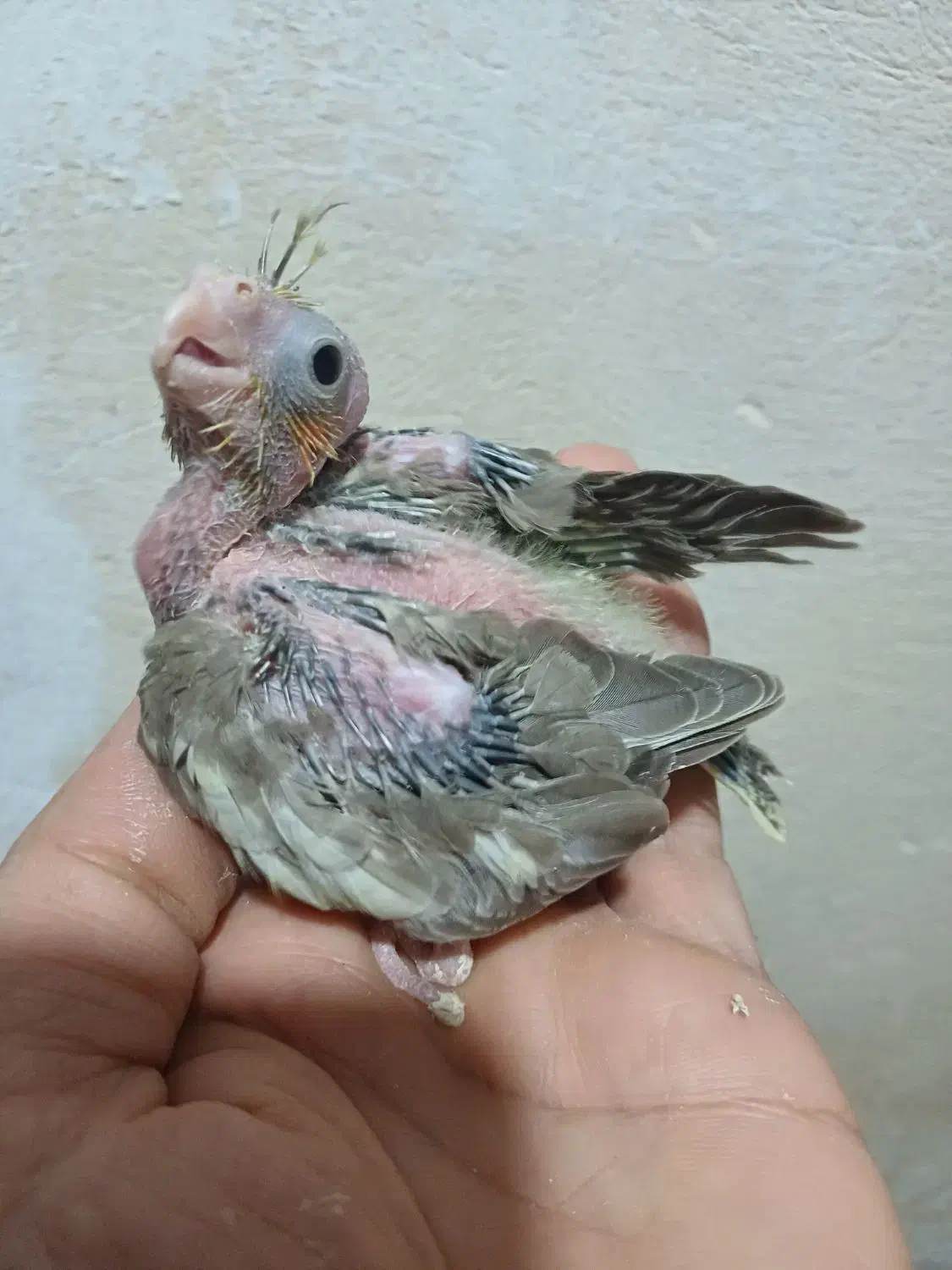 جوجه سرلاکی عروس هلندی سالم وسرحال|پرنده|گرگان, |دیوار