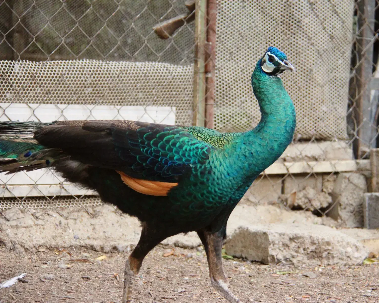 طاووس جاوا|پرنده|تهران, مدائن|دیوار