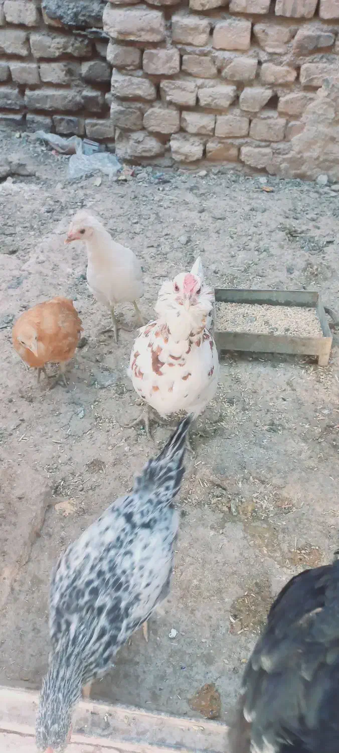 مرغ لری کوپ شو|حیوانات مزرعه|شاهینشهر, گرگاب|دیوار
