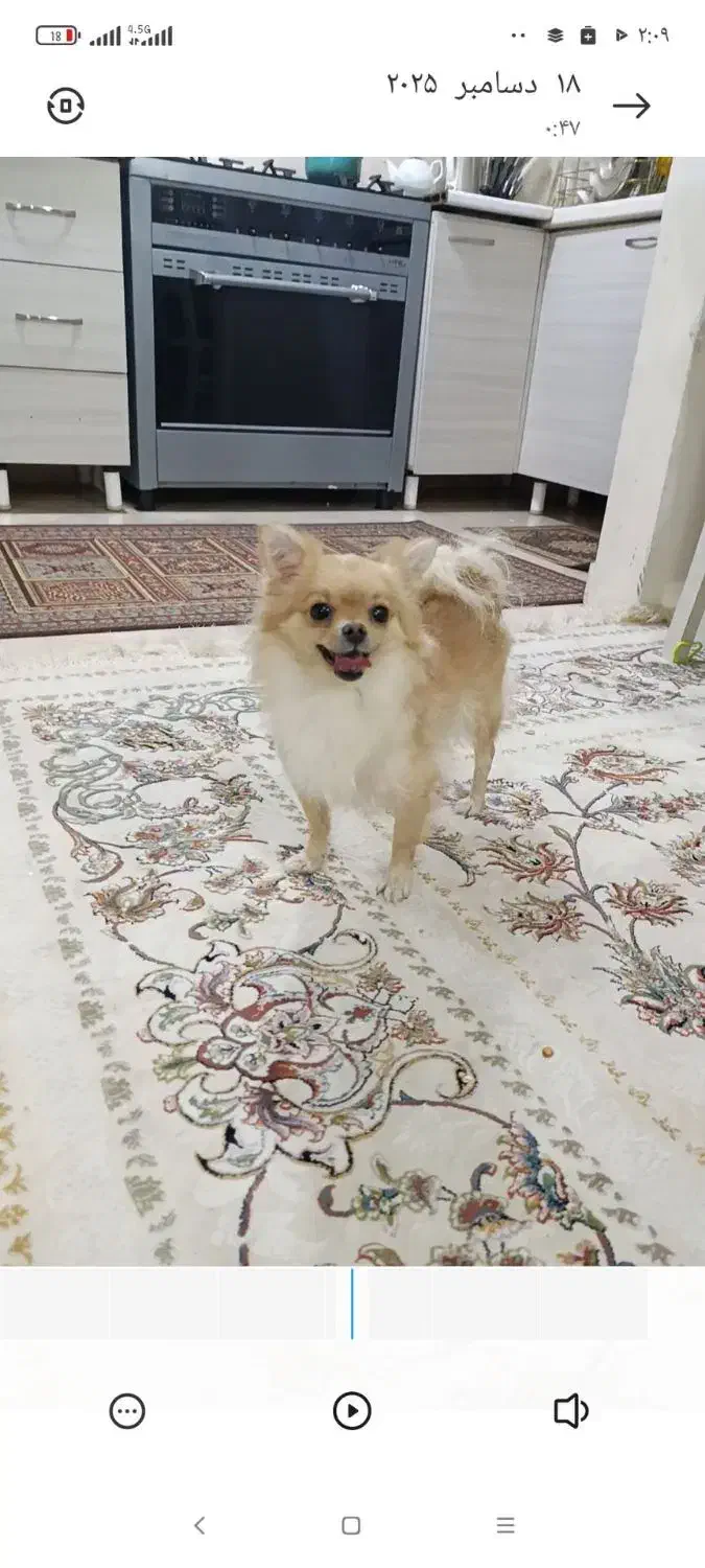 سگ پامر|سگ|مشهد, ایثار|دیوار