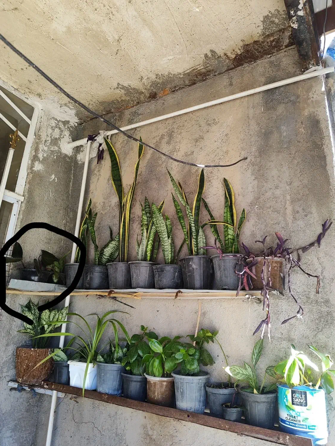 کاغذ آچار|لوازم التحریر|سرپل ذهاب, |دیوار