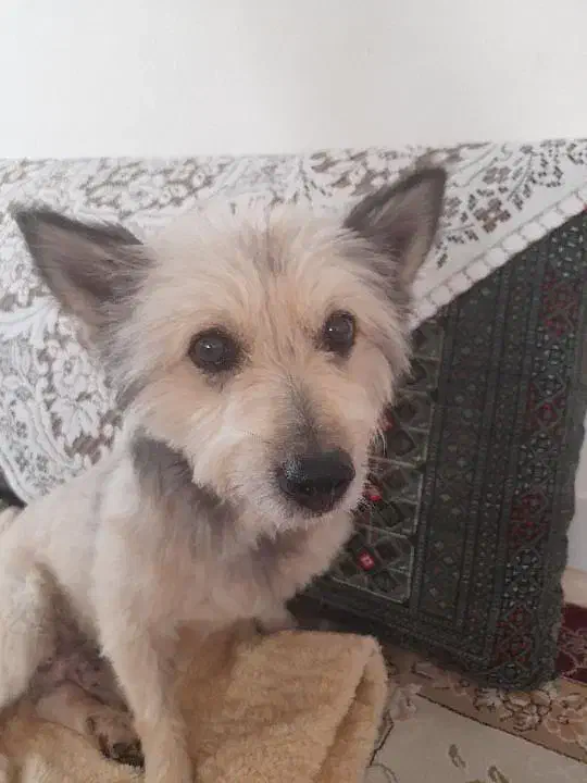 واگذاری سگ تربیت شده|سگ|فردیس, فردیس|دیوار