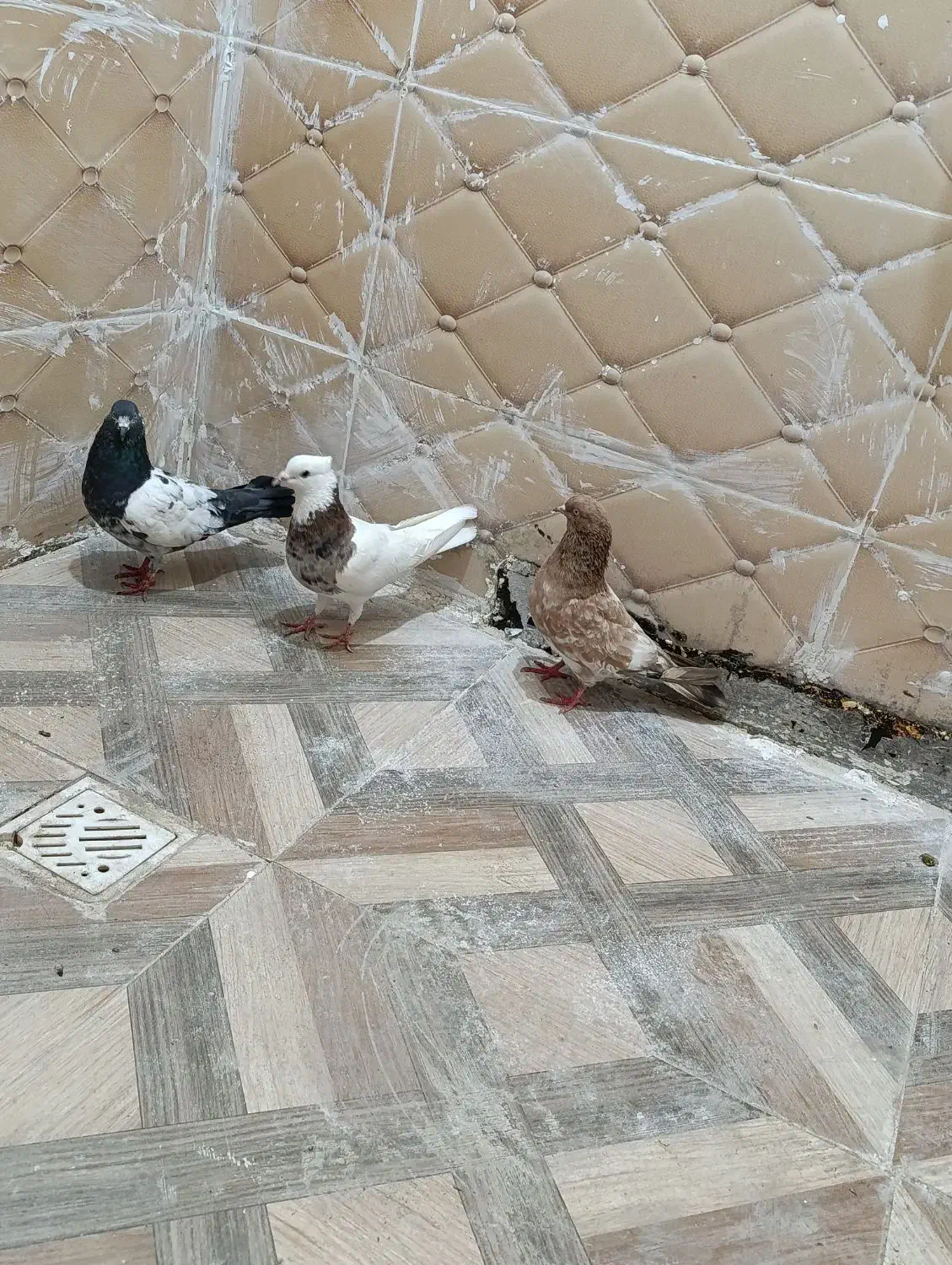 کبوتر رنکی ۳عدد|پرنده|بندر امام خمینی, |دیوار