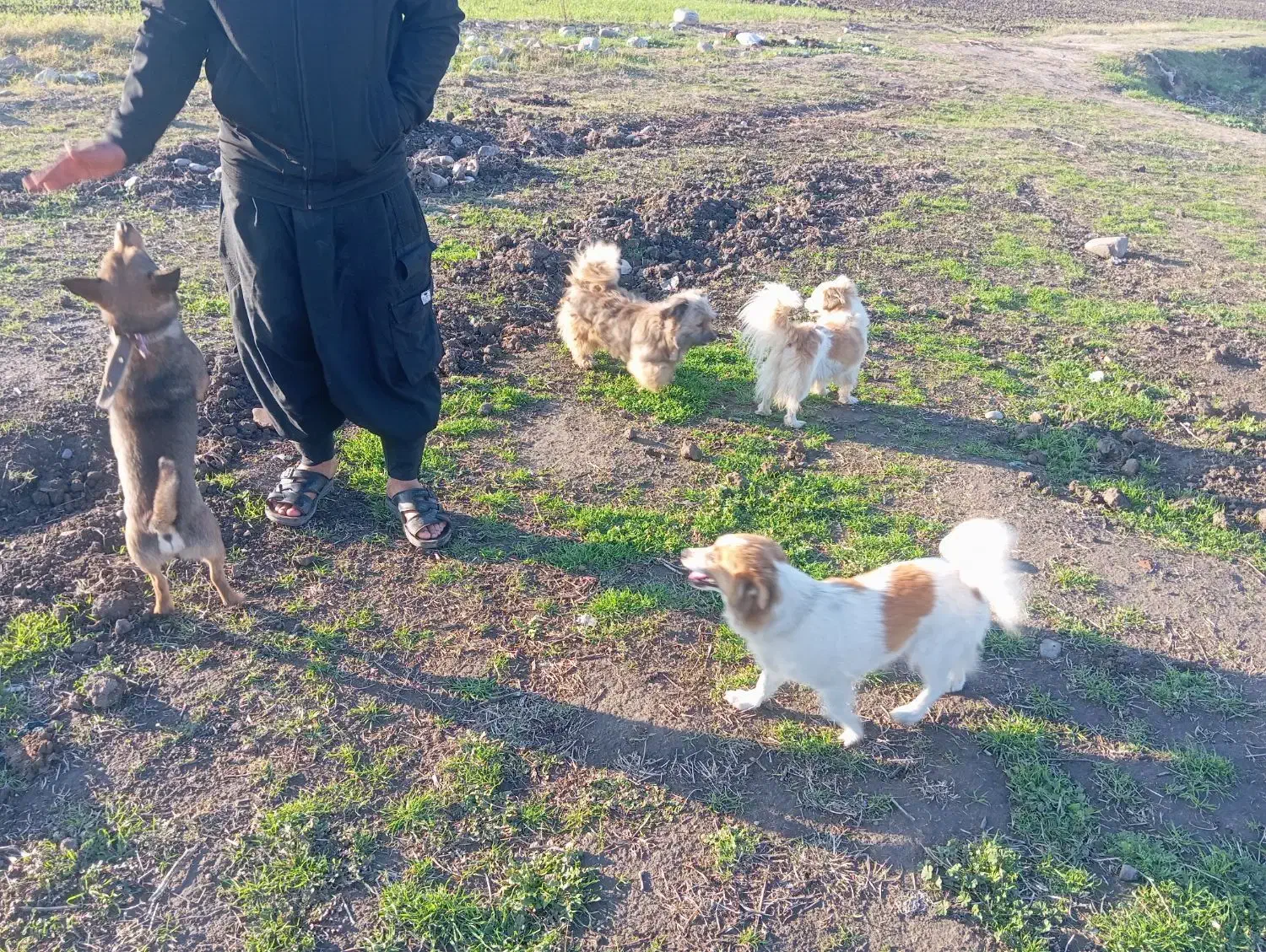 چهارتا سگ پاکوتا میزان|سگ|رامیان, |دیوار