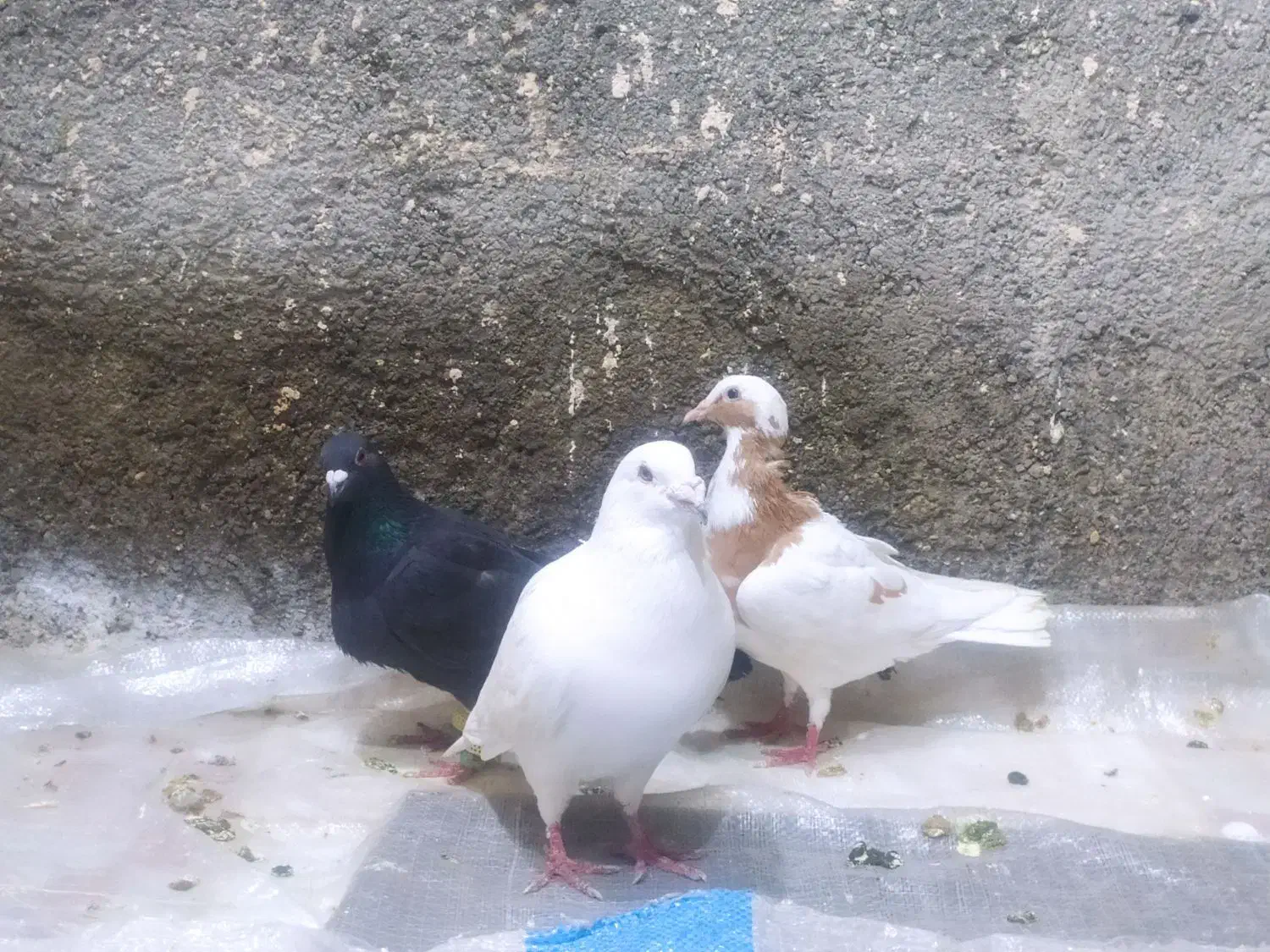 کبوتر|پرنده|چناران, |دیوار