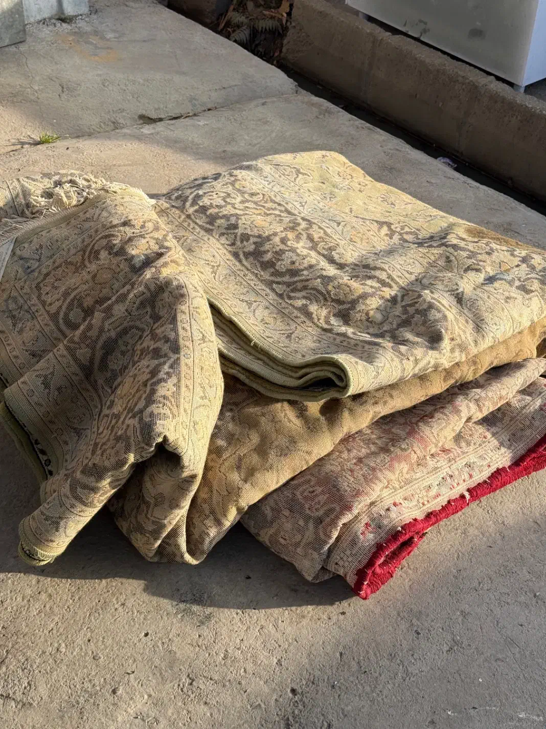 قالی خانگی|فرش|آق قلا, |دیوار