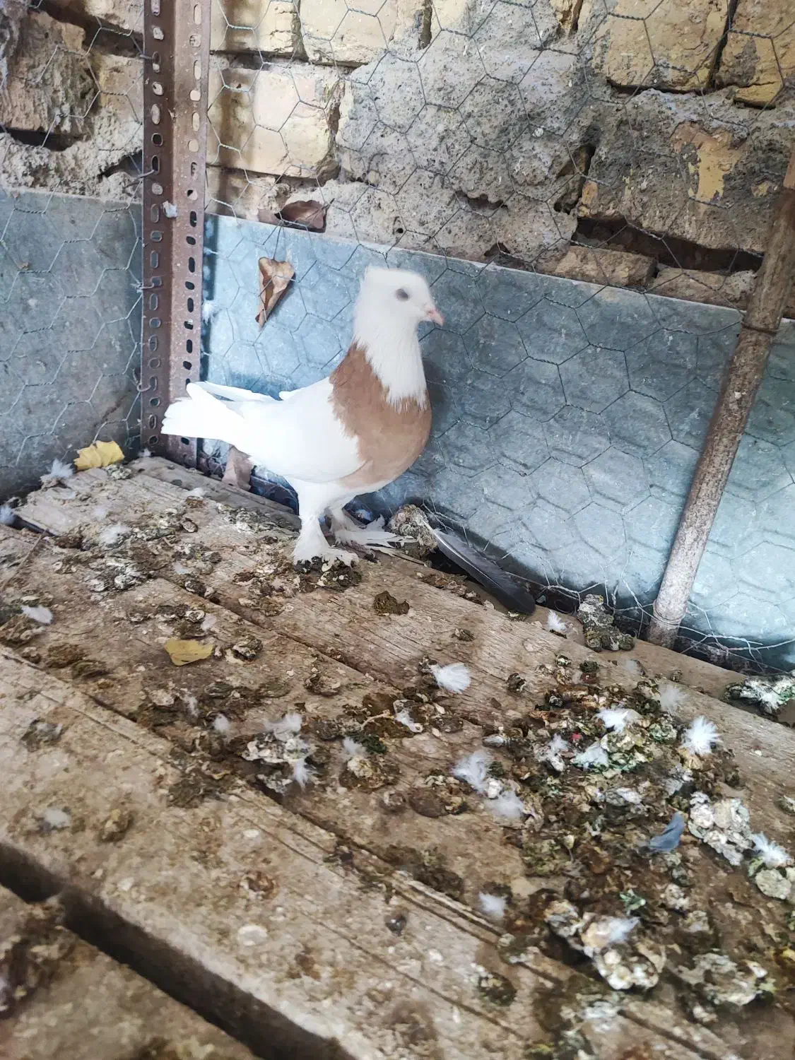 طوقی ماده|پرنده|مبارکه, |دیوار