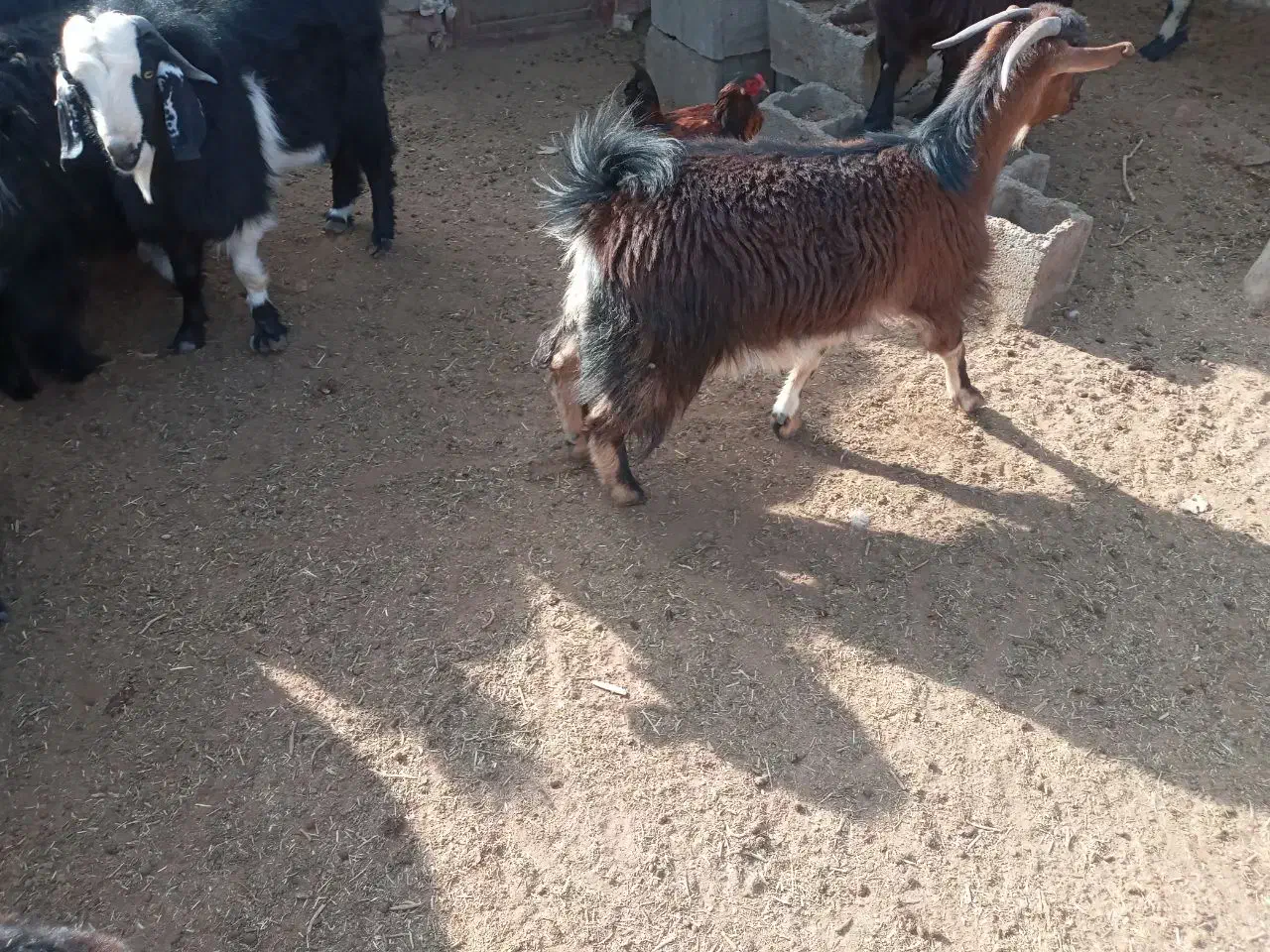 فروش حیوانات خانگی|حیوانات مزرعه|هامون, |دیوار