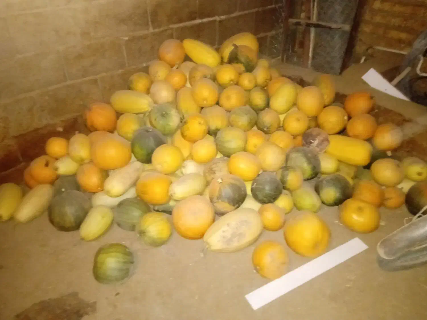 کدو تنبل|خوردنی و آشامیدنی|بلداجی, |دیوار