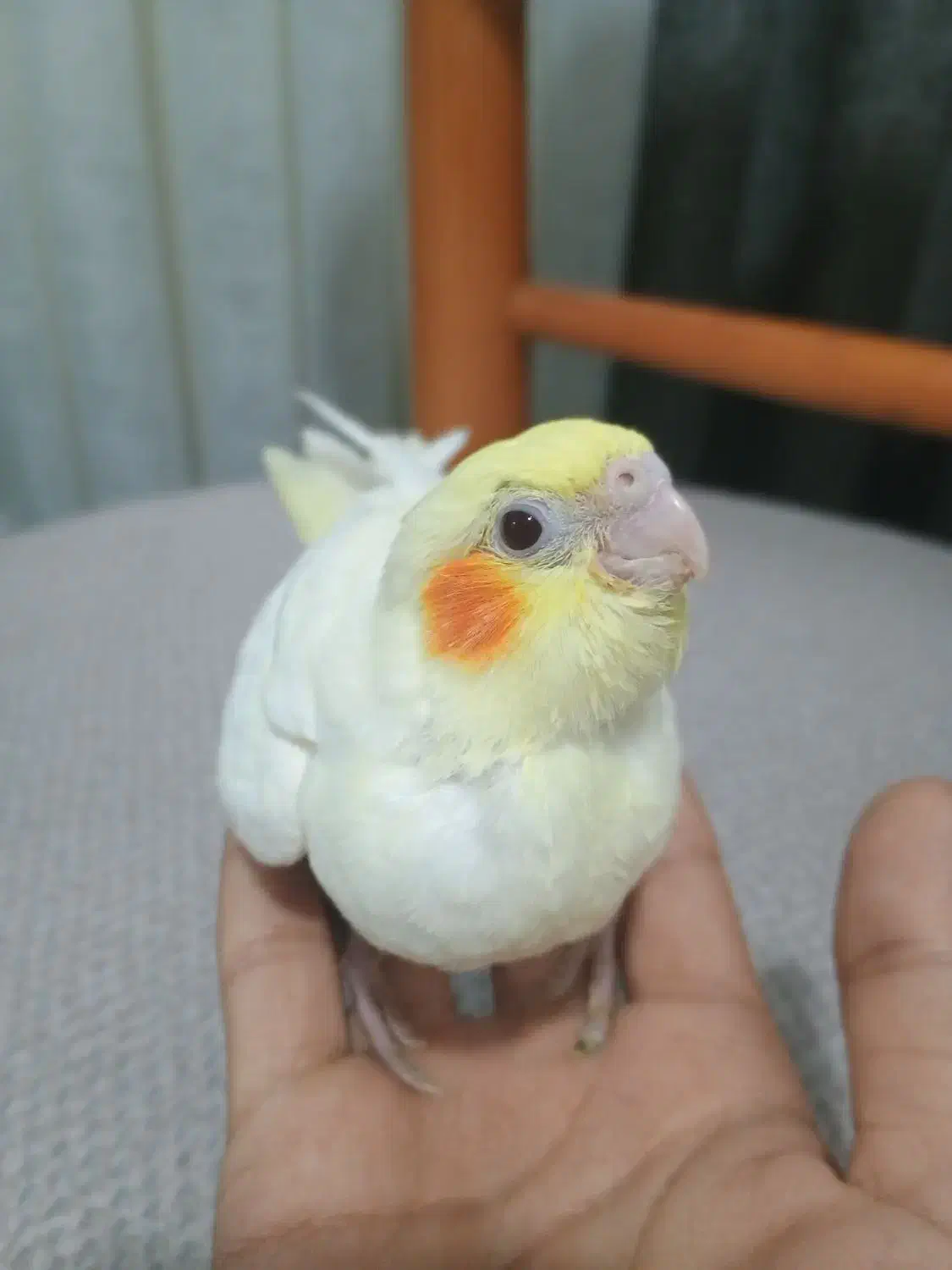 جوجه عروس هلندی سرلاکی و دونخور|پرنده|دوگنبدان, |دیوار