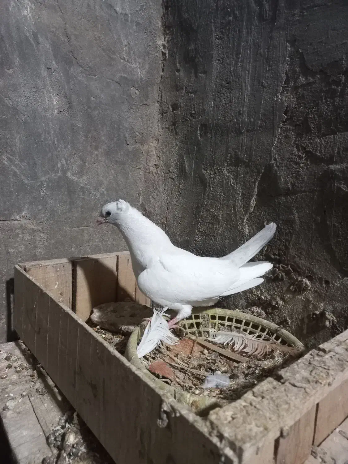 کبوتر جوجه رنگی تازه دونخورشده۳جف شیرازی|پرنده|شوشتر, |دیوار