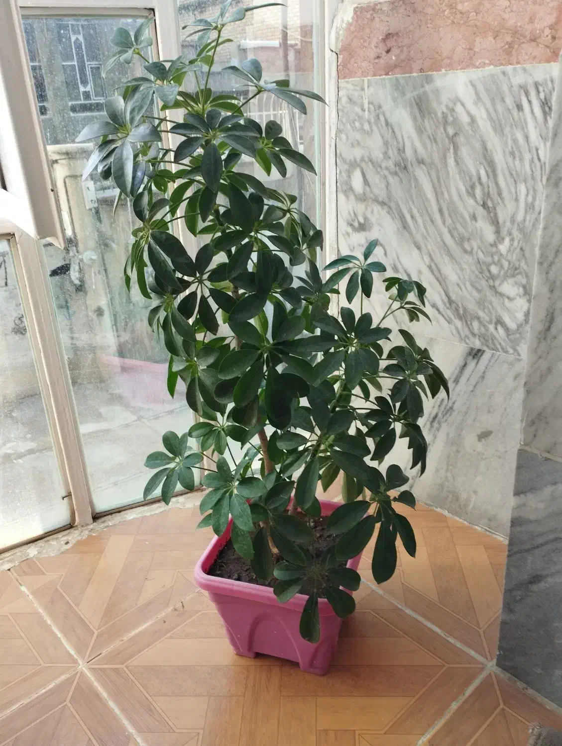 قیمت‌ها متفاوت|گل و گیاه طبیعی|جوانرود, |دیوار