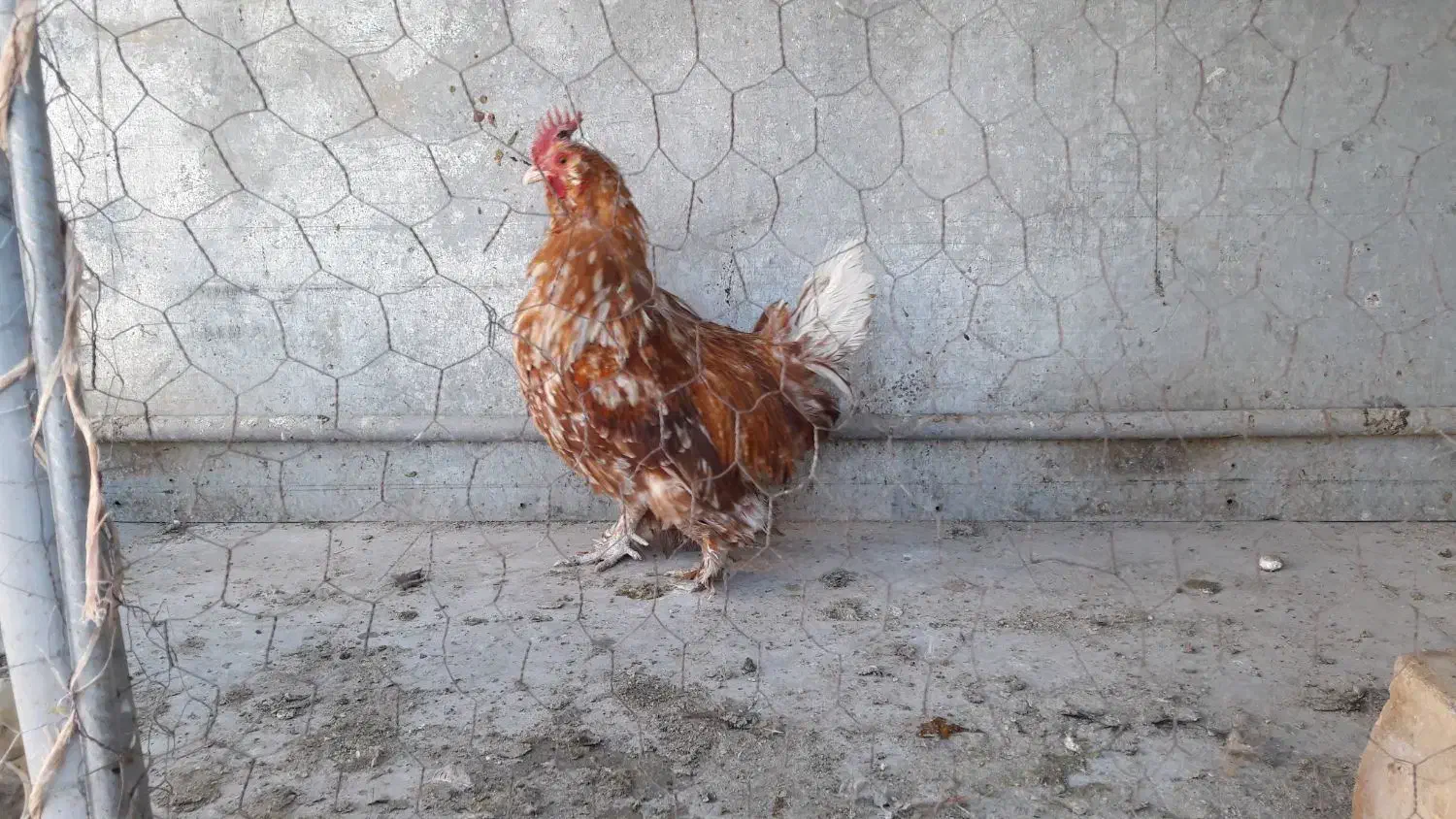 مرغ|حیوانات مزرعه|فردوس (خراسان), |دیوار