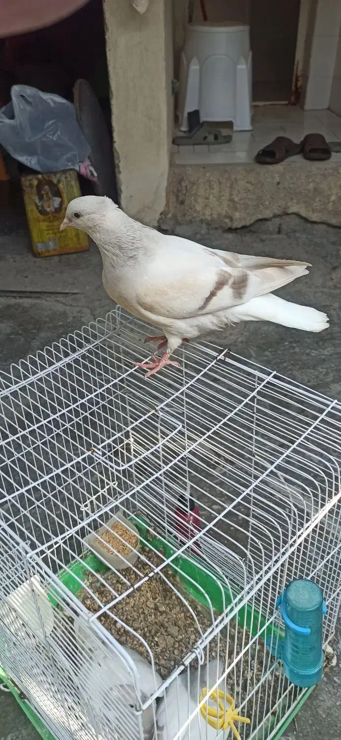 جوجه کبوتر دم سفید|پرنده|برازجان, |دیوار