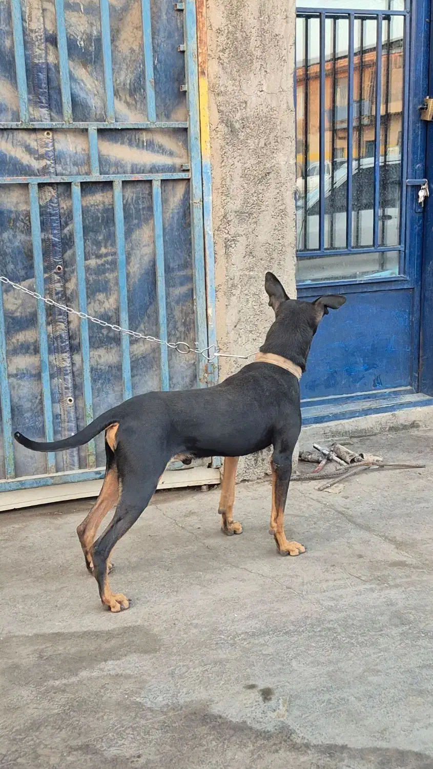 سگ دوبرمن خالص|سگ|کرمان, |دیوار