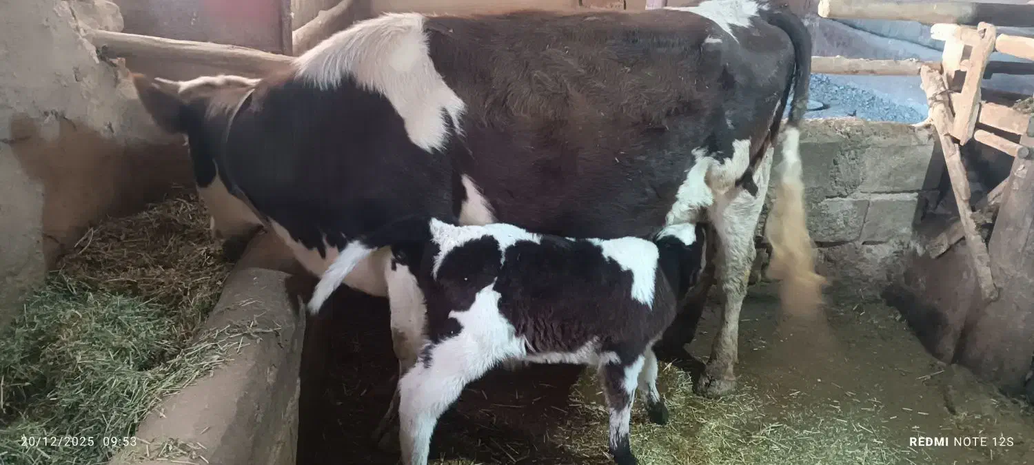 گاو|حیوانات مزرعه|کرانی, |دیوار