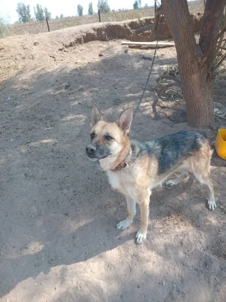 سگ ژرمن معاوضه با هرچی بکارم بیاد|سگ|رفسنجان, |دیوار