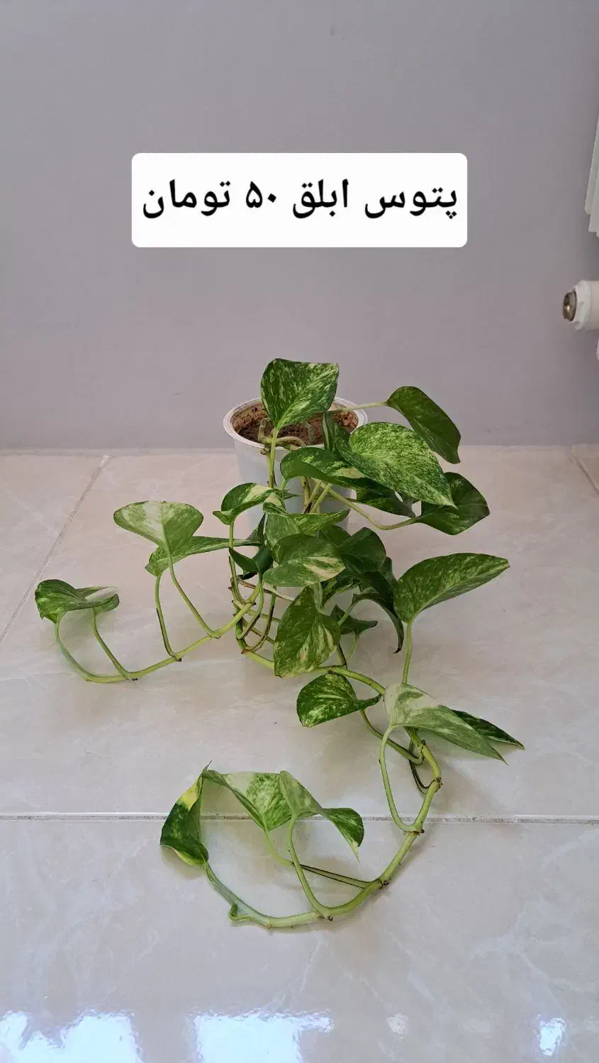 سانسوریا، گیاه آپارتمانی|گل و گیاه طبیعی|تبریز, |دیوار