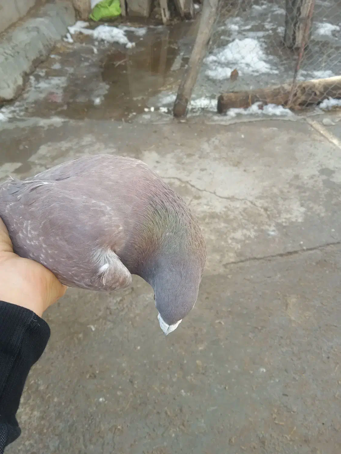 کبوترهای پرشی|پرنده|سراب, |دیوار