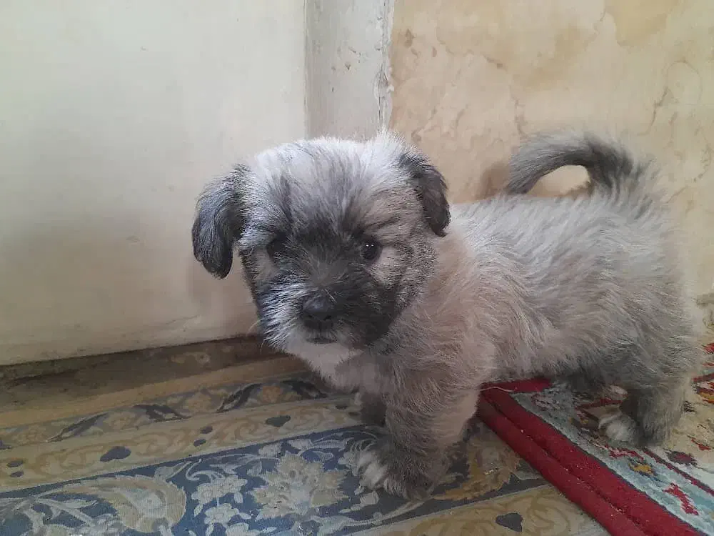 توله تریر فلت|سگ|اصفهان, عمان سامانی|دیوار