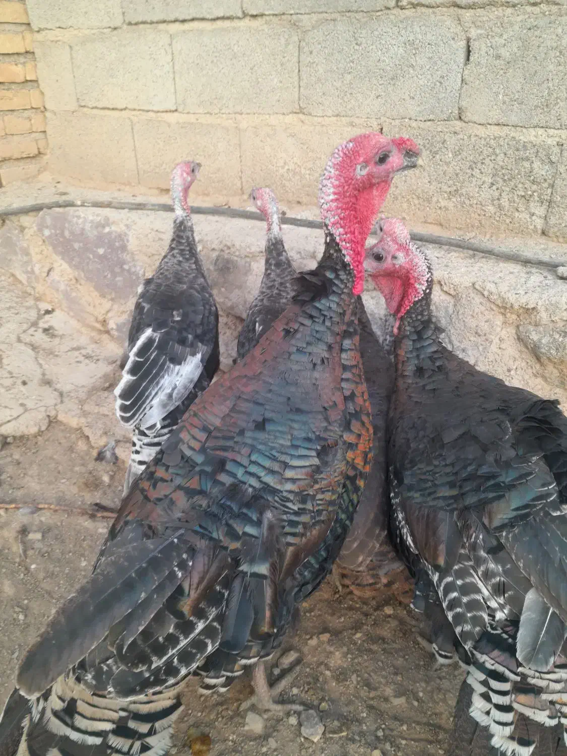 بوقلمون طبیعی|حیوانات مزرعه|اهر, |دیوار