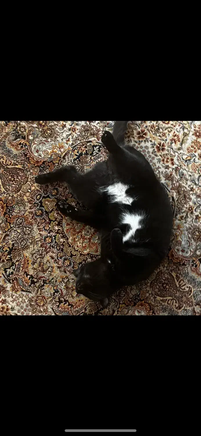 گربه گمشده (مژدگانی)|حیوانات|سیرجان, |دیوار