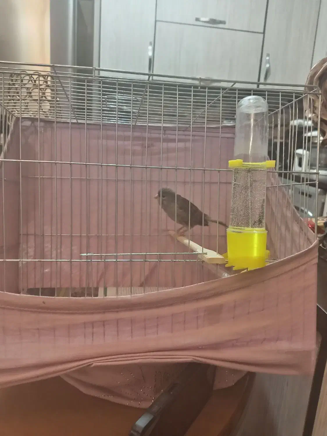 قناری نر مست|پرنده|رشت, شهرک احمد خمینی|دیوار