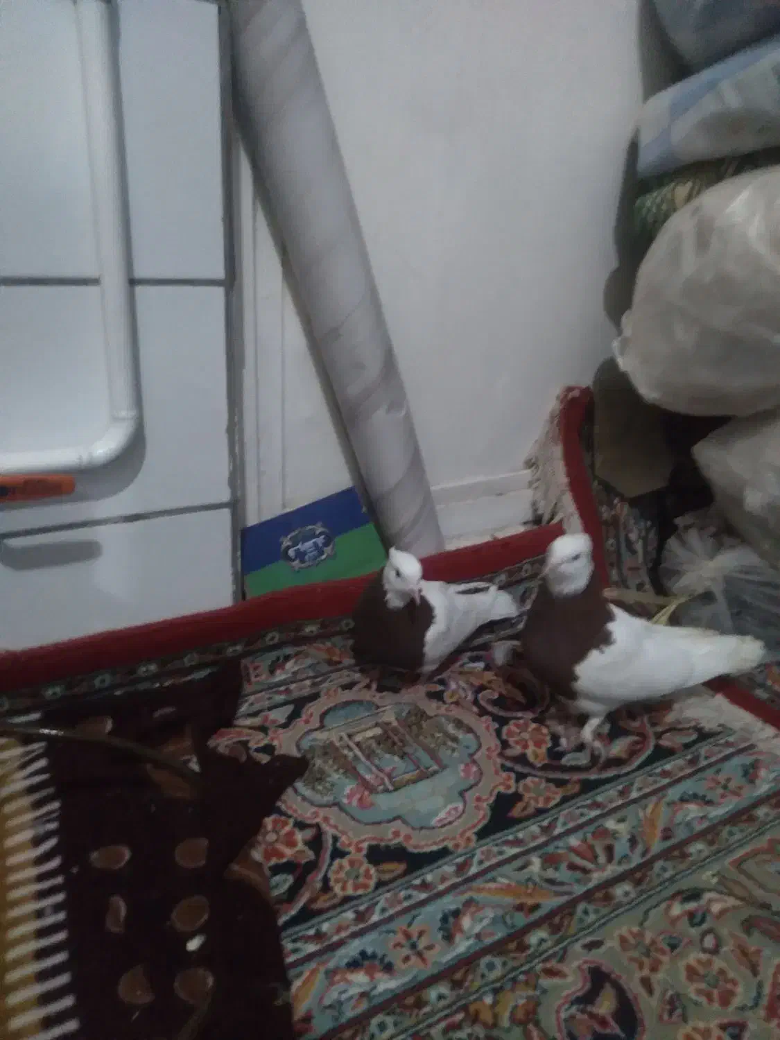 کفترکلاغ وطوقی|پرنده|راور, |دیوار