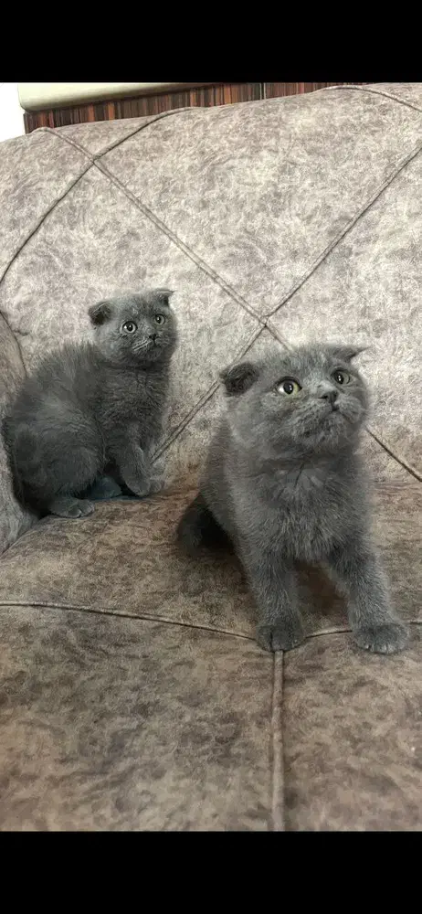 پت آپارتمانی اسکاتیش|گربه|آمل, |دیوار