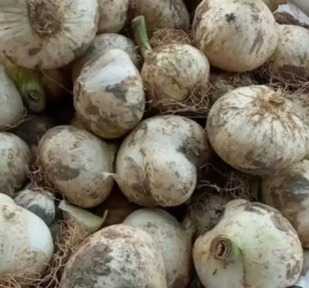 هشت کیلو موسیر کوهی کیلو ۳۰۰هزار تومان|خوردنی و آشامیدنی|دیواندره, |دیوار