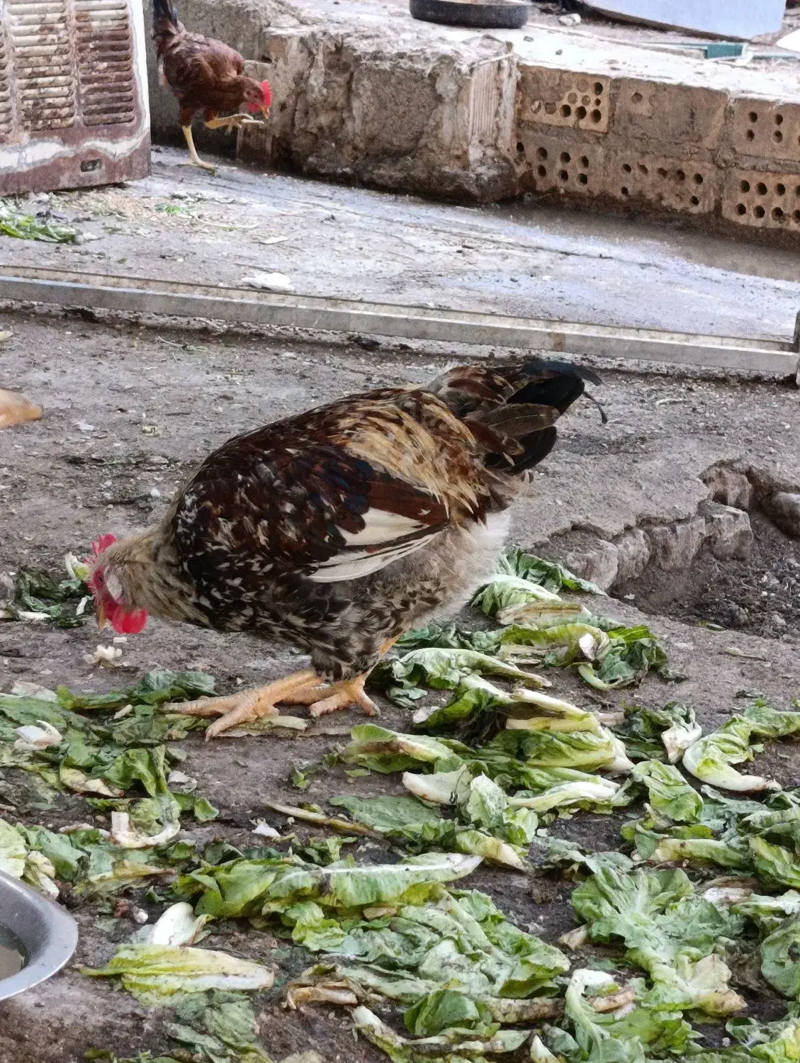 فروش خروس|حیوانات مزرعه|اهواز, نیوساید|دیوار