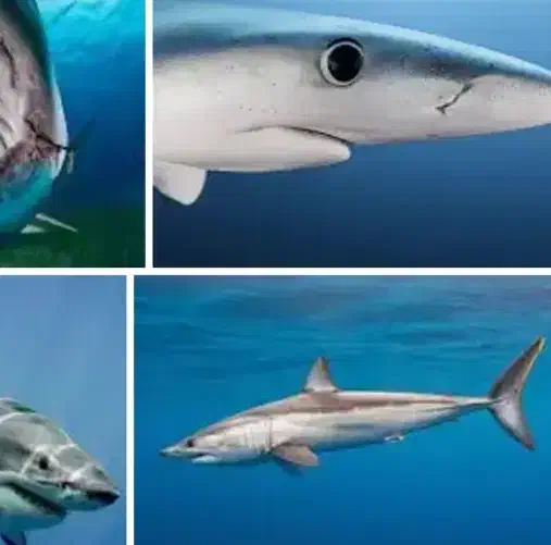 ماهی تازه واسه فرداپزورشی نیست|ماهی|سقز, |دیوار