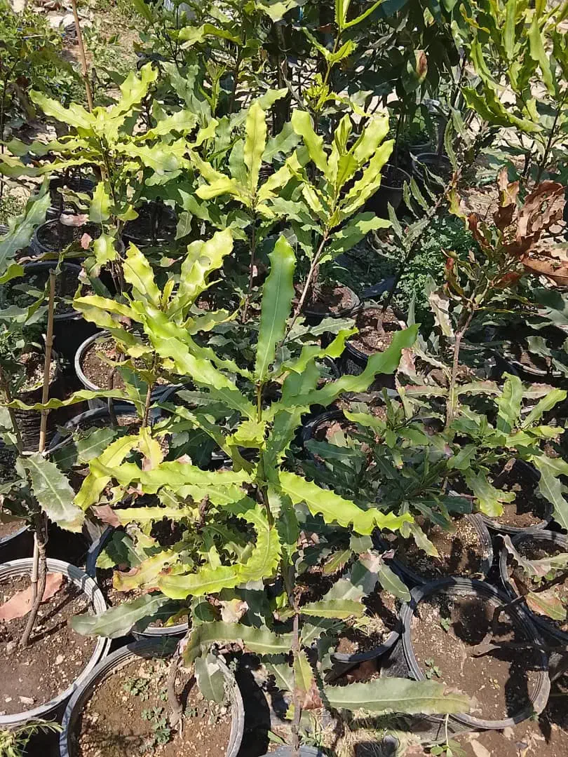 درختچه ماکادمیا|گل و گیاه طبیعی|لاهیجان, آهندان|دیوار