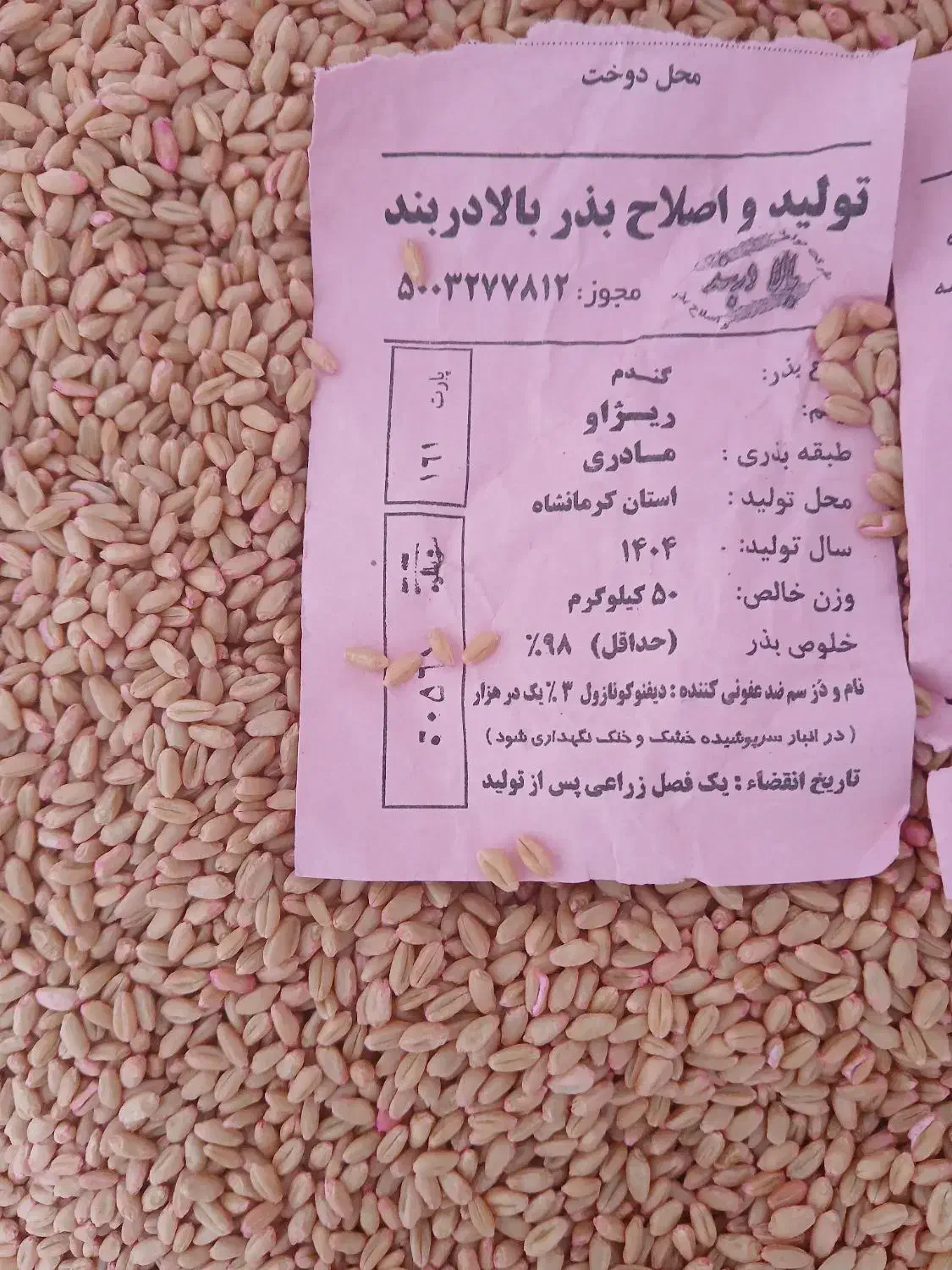 گندم ریژاو مادری|خدمات باغبانی و درختکاری|کرمانشاه, |دیوار