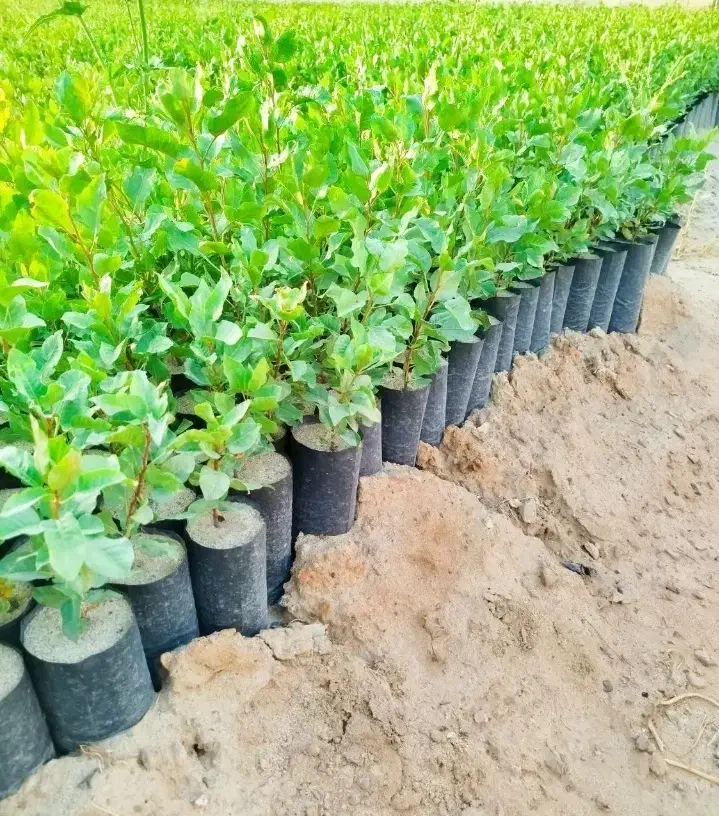 نهال پسته بادامی|گل و گیاه طبیعی|پرند, فاز ۰|دیوار