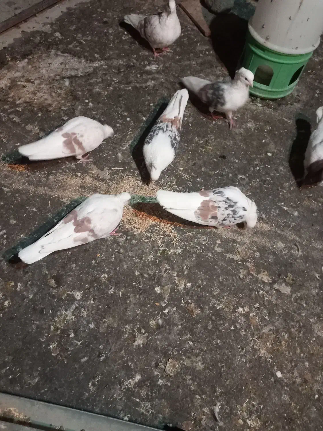 کبوتر|پرنده|بروجرد, |دیوار