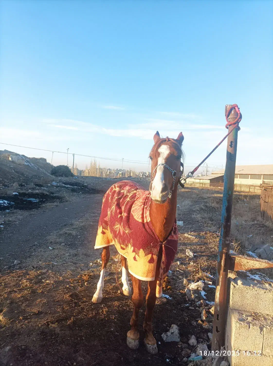 اسب نریان کرد|اسب و تجهیزات اسب‌سواری|اردبیل, |دیوار