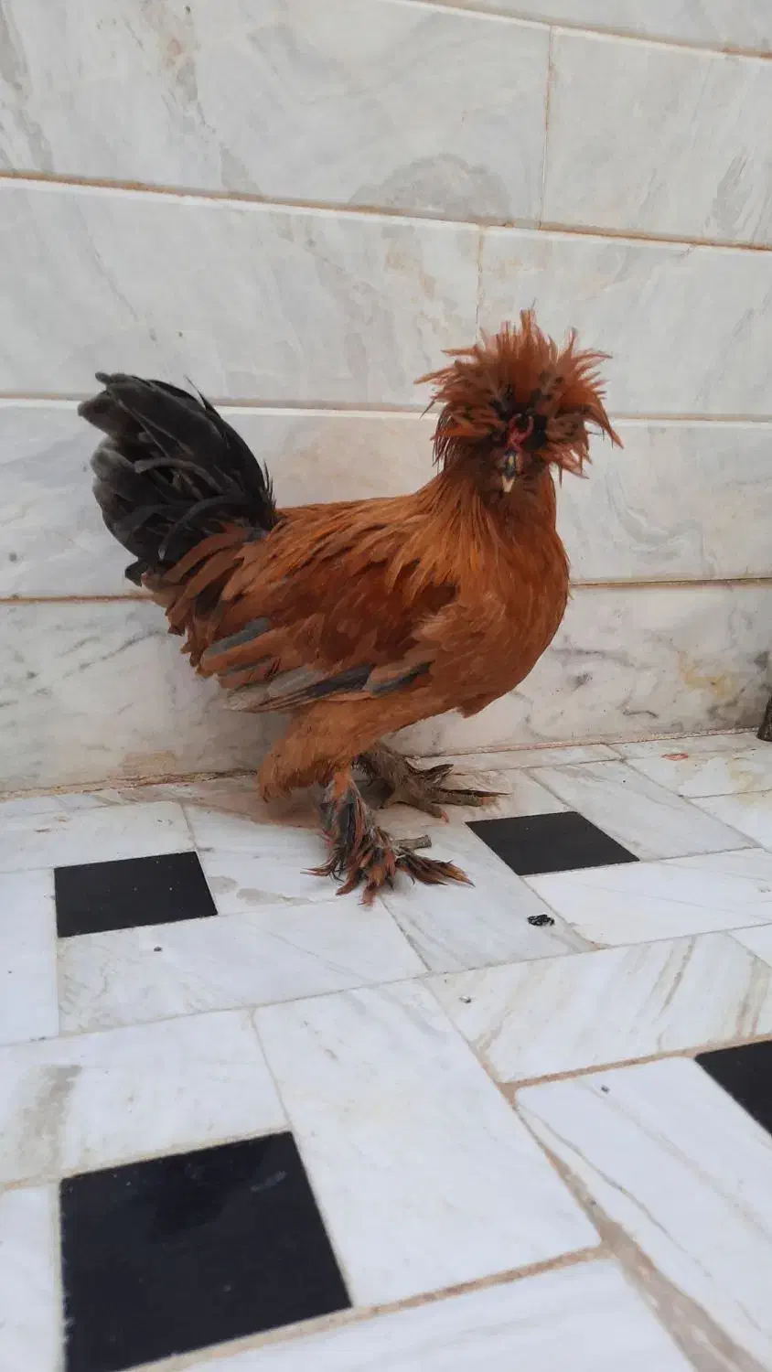 خروس سلطان|حیوانات مزرعه|قم, شهرک امام حسین|دیوار