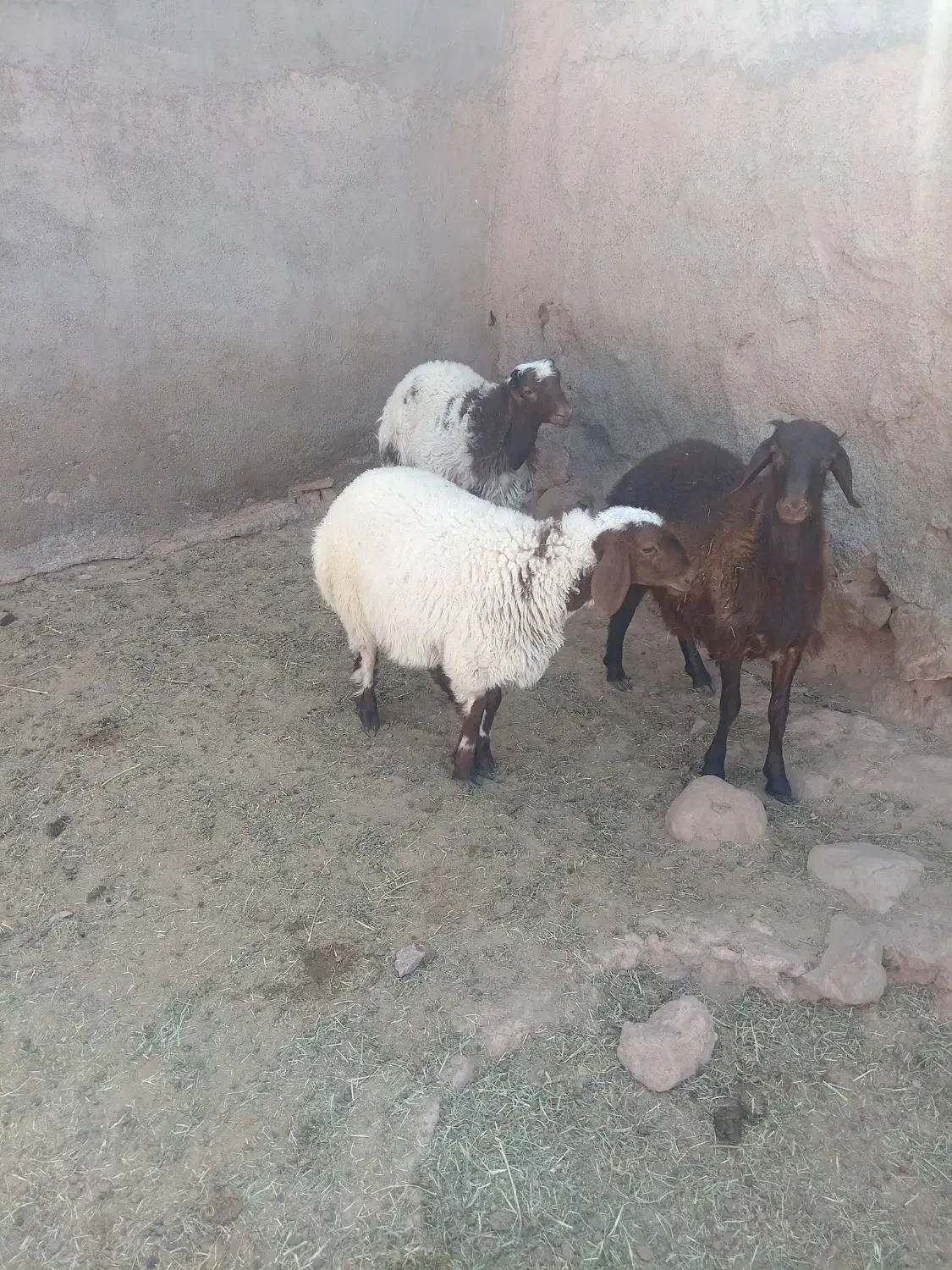 بره نره|حیوانات مزرعه|جلگه رخ, |دیوار