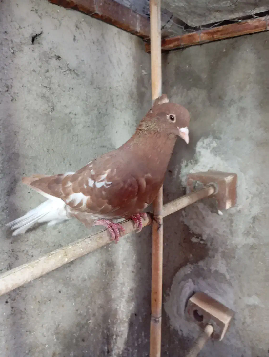 کبوتر دم سفید و کربلایی|پرنده|گنبد کاووس, |دیوار